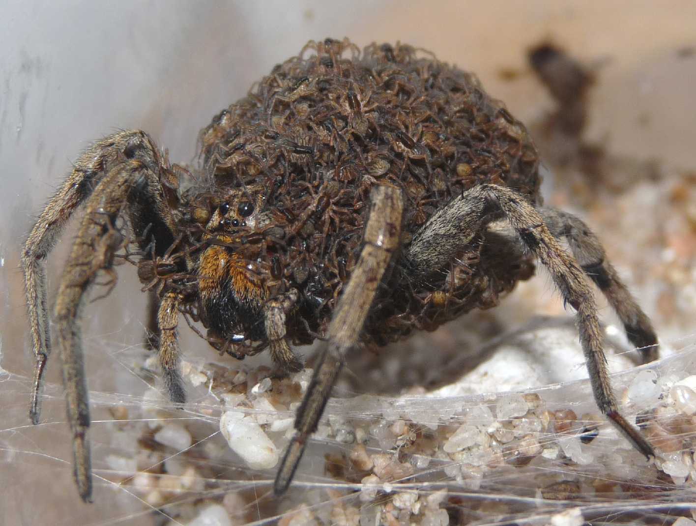 Pardosa sp.